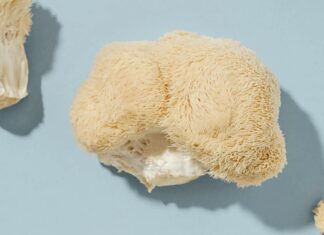 Szkarłatny Grzyb: Potencjalne korzyści, ryzyko i co musisz wiedzieć