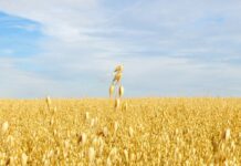 Fibermaxxing: Сбалансированное руководство по оптимизации потребления клетчатки