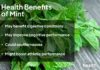 Mint: gezondheidsvoordelen, risico’s en praktisch gebruik