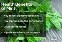 Mint: gezondheidsvoordelen, risico’s en praktisch gebruik