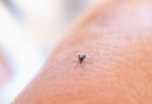 Боротьба з комахами влітку: ефективні засоби від комарів та кліщів