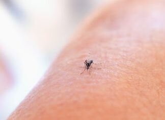 Zwalczanie owadów w lecie: skuteczne środki odstraszające komary i kleszcze