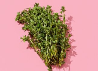 Gigitan Nyamuk yang Menenangkan: Pengobatan Alami yang Berhasil