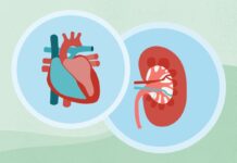 Як хронічна хвороба нирок (ХНН) впливає на здоров’я серця