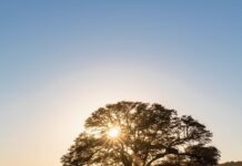 Усвідомленість у Дії: Практичний Посібник із Заспокоєння Життя