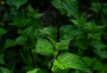 Пекучий Заспокоювач: Як Кропива Може Полегшити Страждання від Алергії