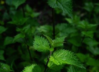The Sting That Soothes: How Nettle Can Ease Allergy Suffering