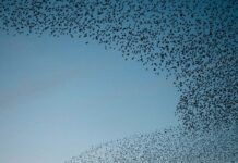 Борьба с сенсорной перегрузкой: как понять и обуздать гиперстимуляцию