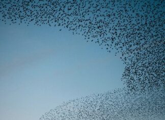 Борьба с сенсорной перегрузкой: как понять и обуздать гиперстимуляцию