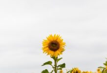 Залишити слід у серці: як зі змістом відсвяткувати Тиждень подяки вчителям