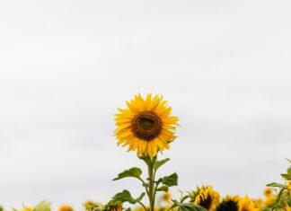 Causando impacto: maneiras significativas de comemorar a semana de valorização dos professores