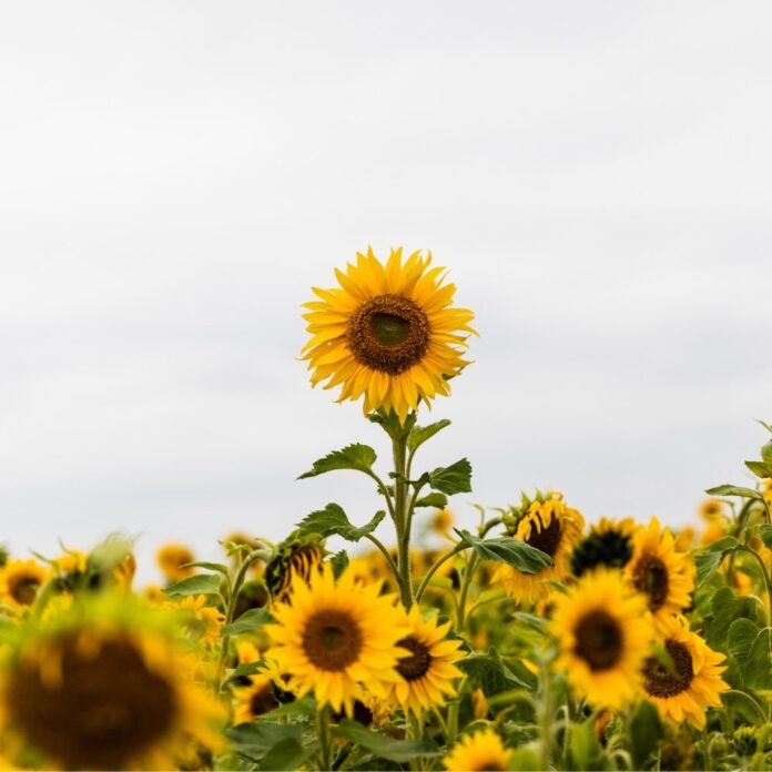 5fe223c5-2d8f-46a7-948e-3c931dfa8908