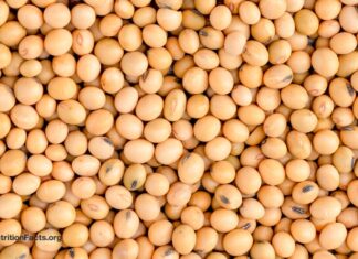 Coma menos proteína, viva mais? O Fator FGF21